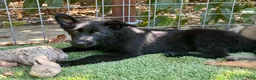 German Shepherd dogs for sale: German Shepherd 3 - Ad 4