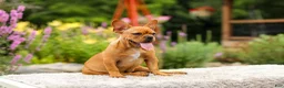French Bulldog dogs for sale: Diesel - Ad 3