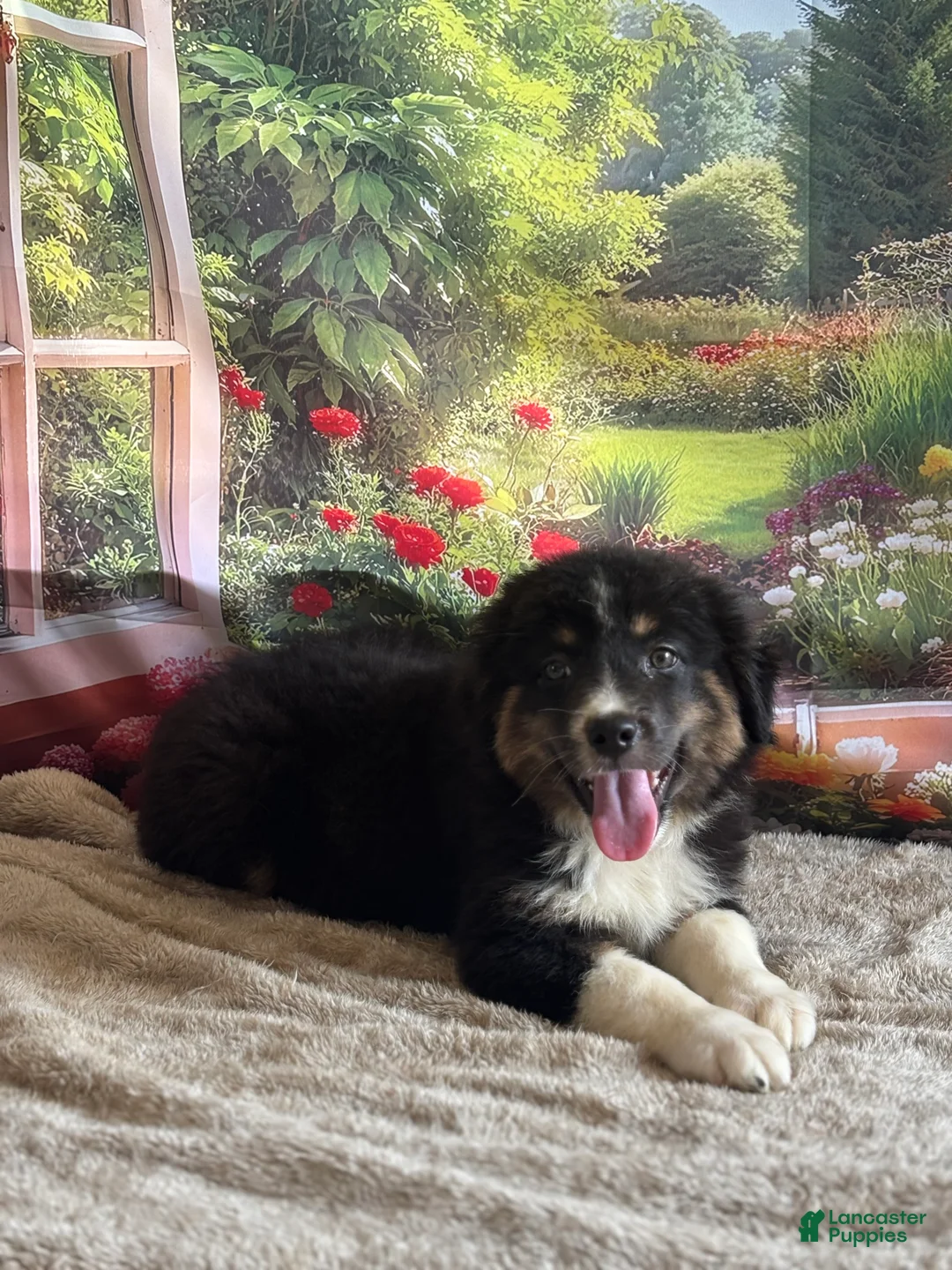 Australian Shepherd dogs for sale: Chip - Ad 3