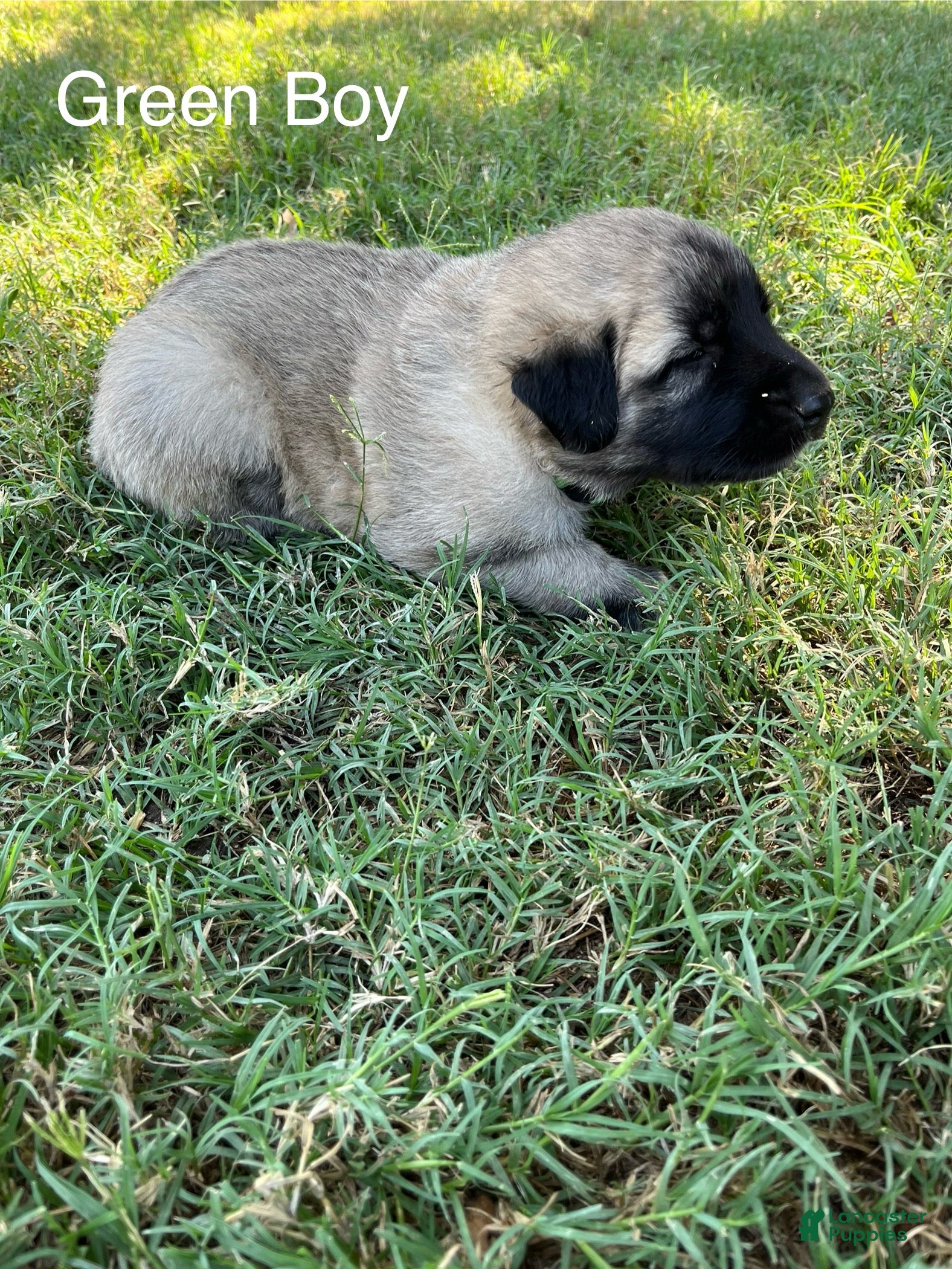 Turkish Kangal dogs Green Boy - Ad 9