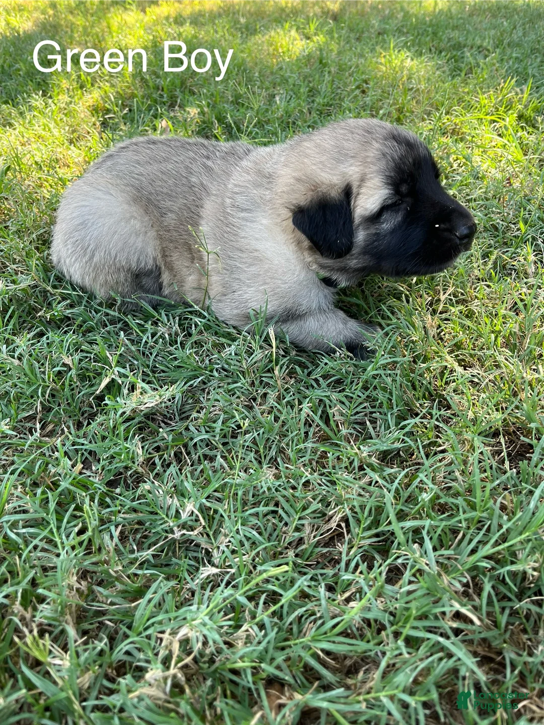 Turkish Kangal dogs for sale: Green Boy - Ad 1