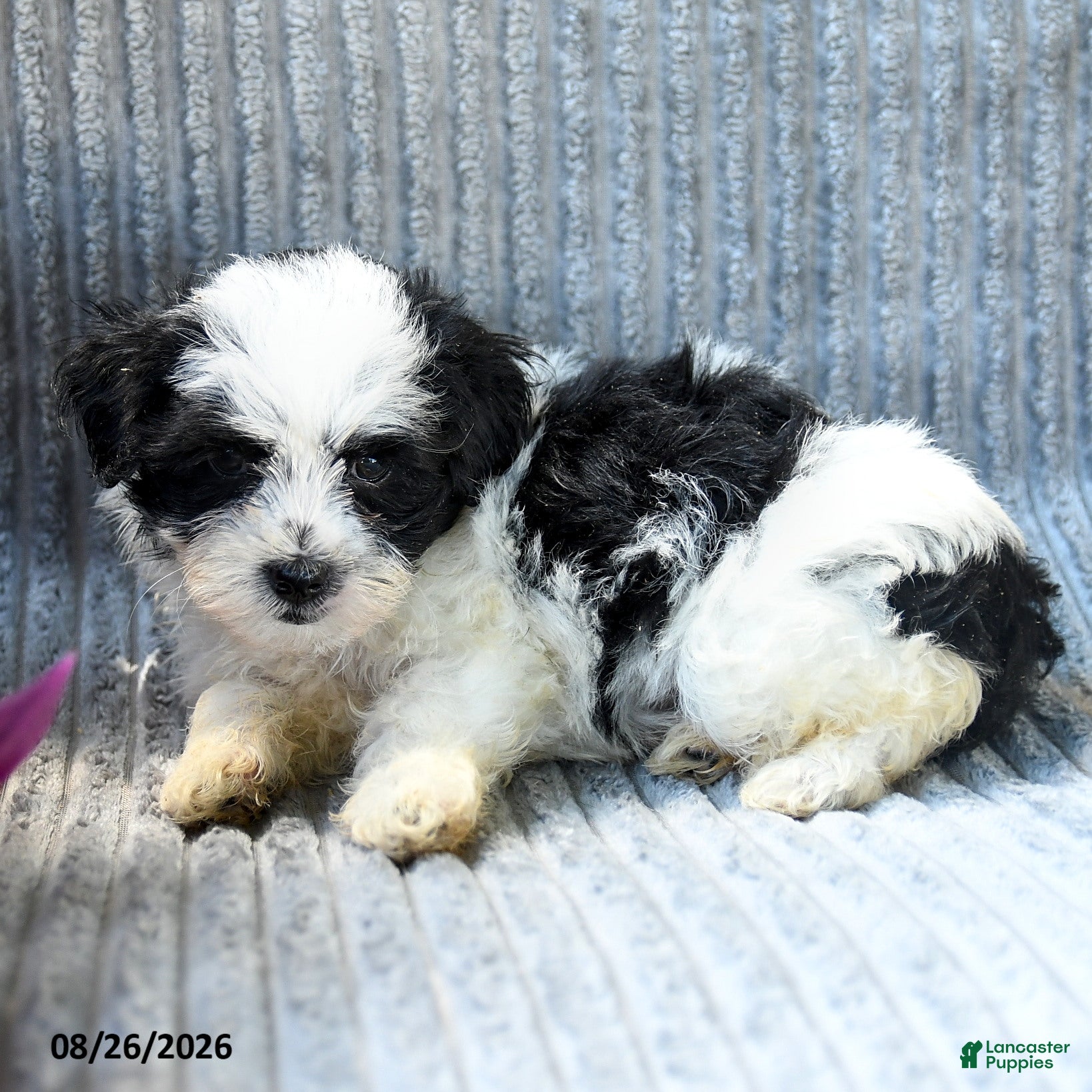 Maltipoo dogs Murphy - Ad 2