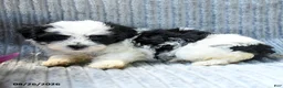 Maltipoo dogs for sale: Murphy - Ad 2