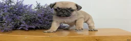 Pug dogs for sale: Nemo - Ad 4