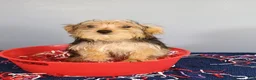 Yorkshire Terrier dogs for sale: Yorkshire Terrier 3 - Ad 4