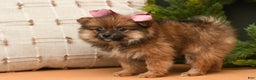 Pomeranian dogs for sale: Holly - Ad 2