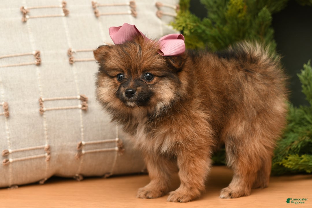 Pomeranian dogs for sale: Holly - Ad 2