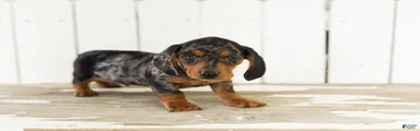 Oscar 