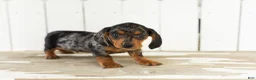 Miniature Dachshund dogs for sale: Oscar  - Ad 1