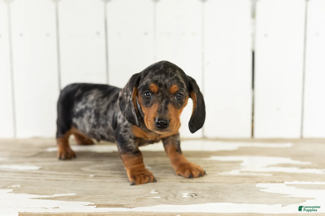 Miniature Dachshund dogs for sale: Oscar  - Ad 1