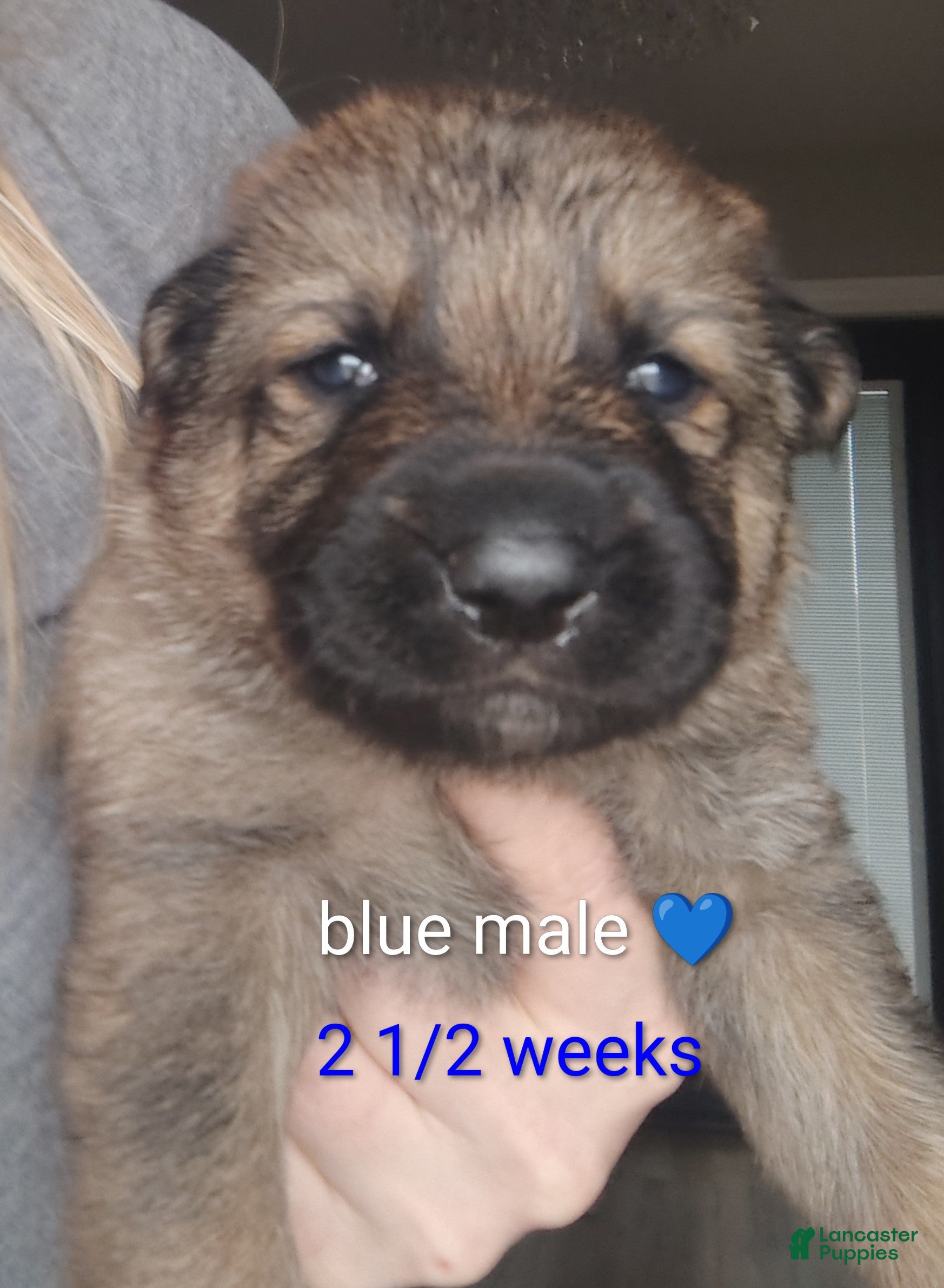 German Shepherd dogs Bluey  - Ad 2