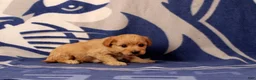 Mini Goldendoodle dogs for sale: Tyler - Ad 4