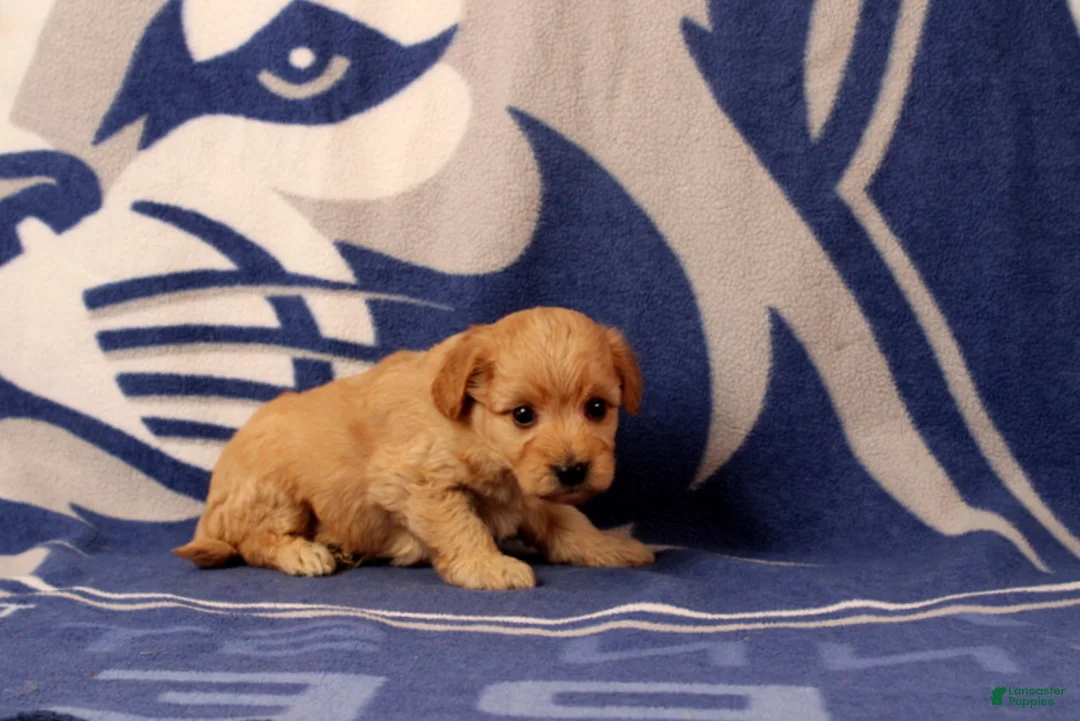 Mini Goldendoodle dogs for sale: Tyler - Ad 4