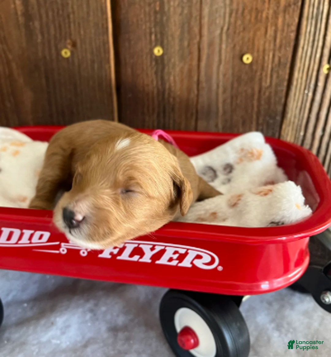 Mini Goldendoodle dogs for sale: Gravy - Ad 5