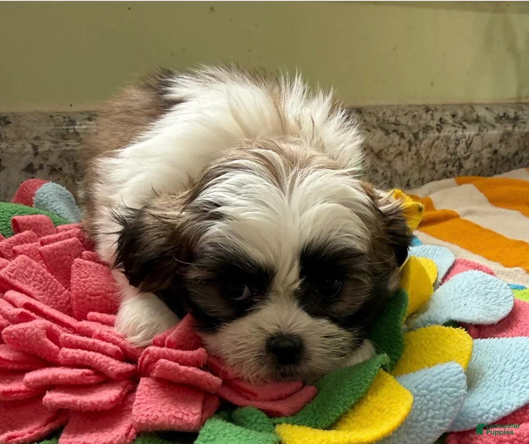 Shih Tzu dogs for sale: Nathalie  - Ad 1