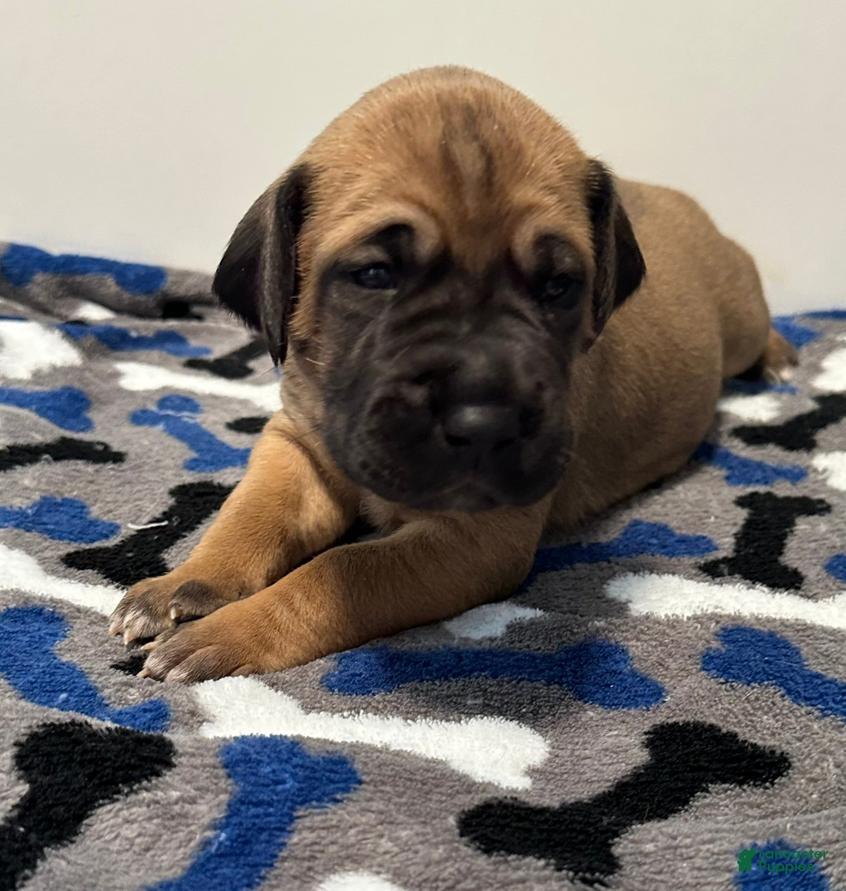 Great Dane dogs Blue Collar - Ad 3