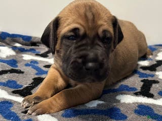 Great Dane dogs Blue Collar - Ad 4