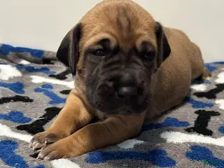 Great Dane dogs Blue Collar - Ad 10