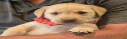 Labrador Retriever dogs for sale: Labrador Retriever 1 - Ad 3
