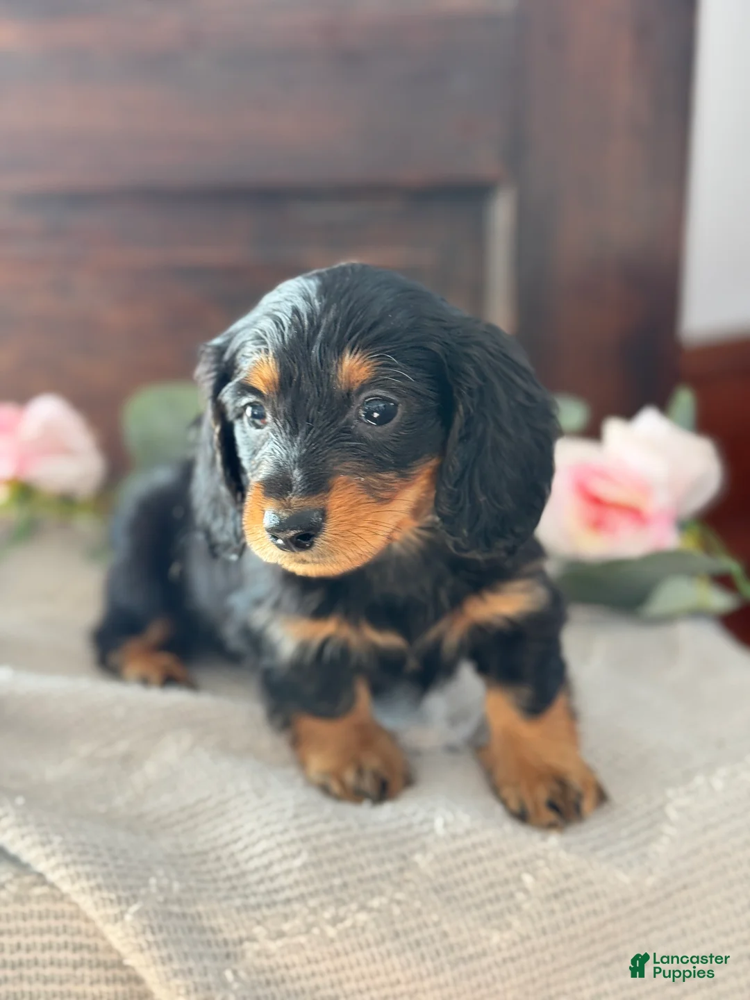 Miniature Dachshund dogs for sale: Monty - Ad 3