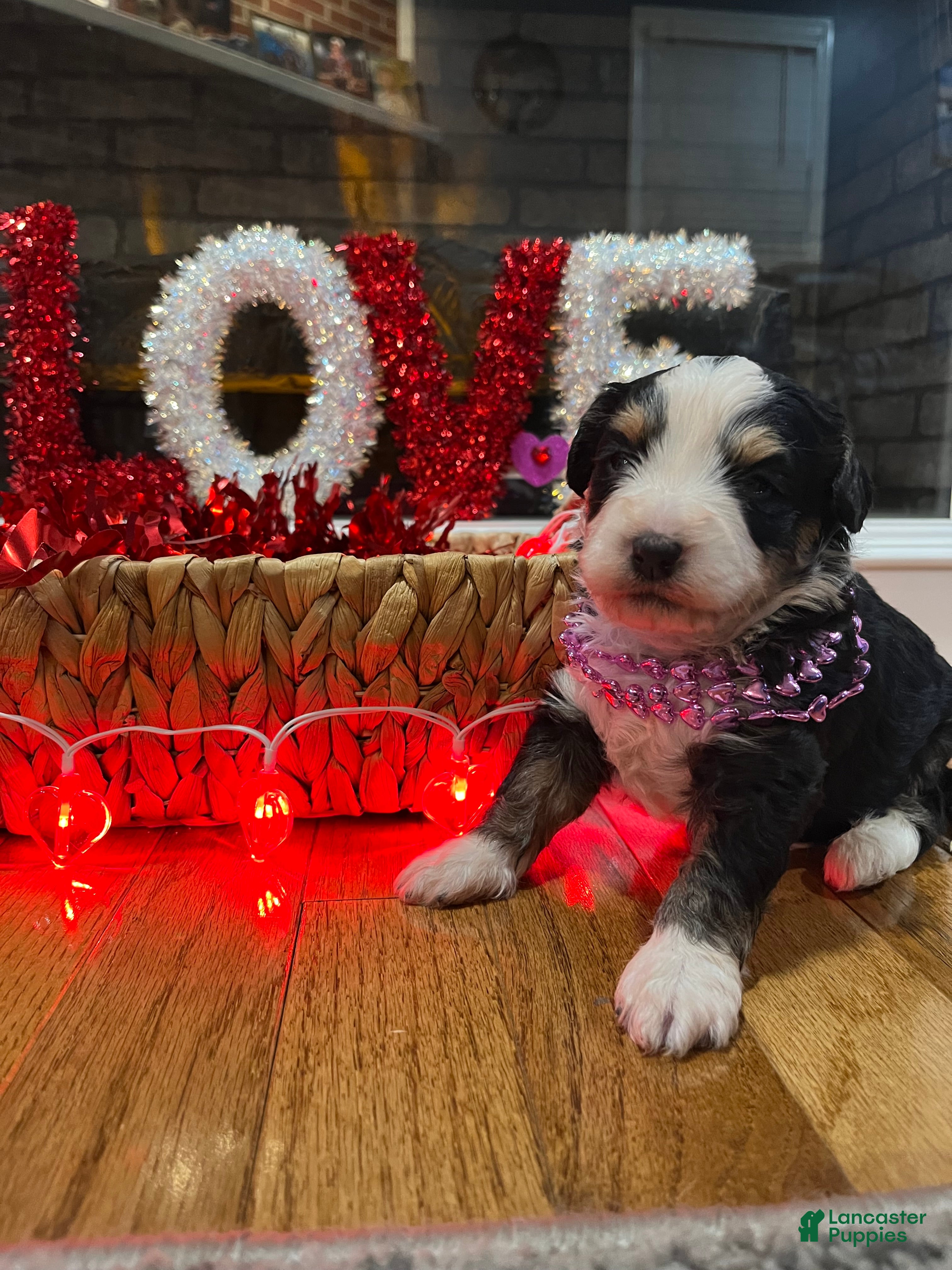 Mini Bernedoodle dogs Margarita  - Ad 41