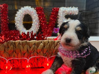 Mini Bernedoodle dogs Margarita - Ad 38