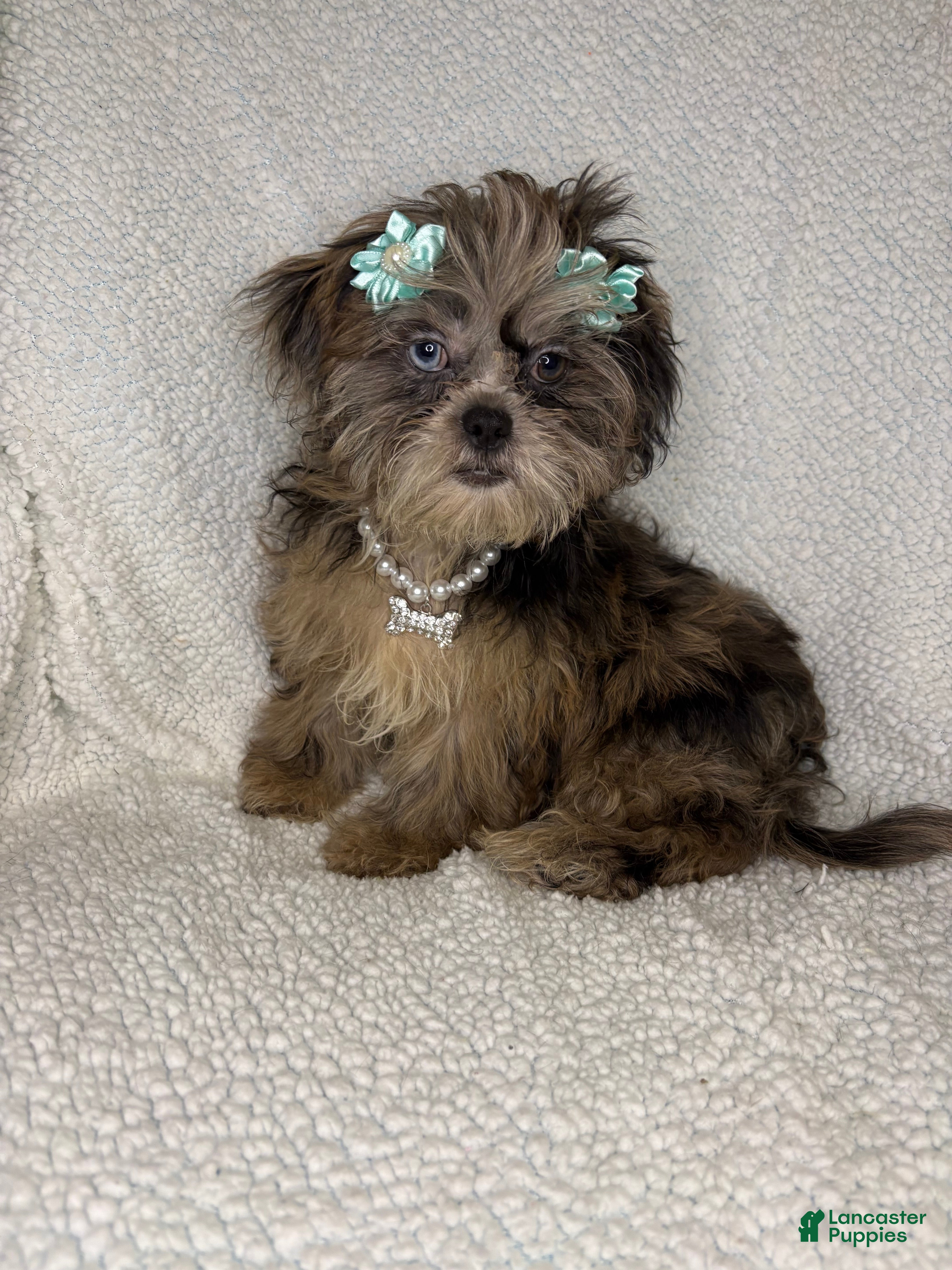 Shihpoo dogs Shihpoo 4 - Ad 3