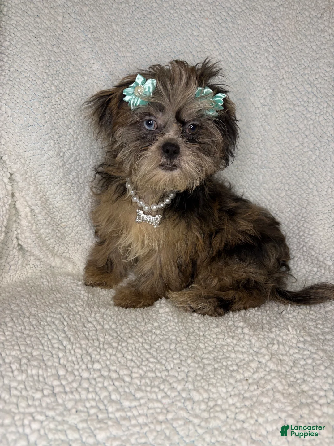 Shihpoo dogs for sale: Shihpoo 4 - Ad 1