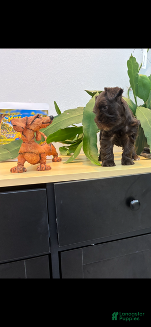 Miniature Schnauzer dogs Maple  - Ad 22