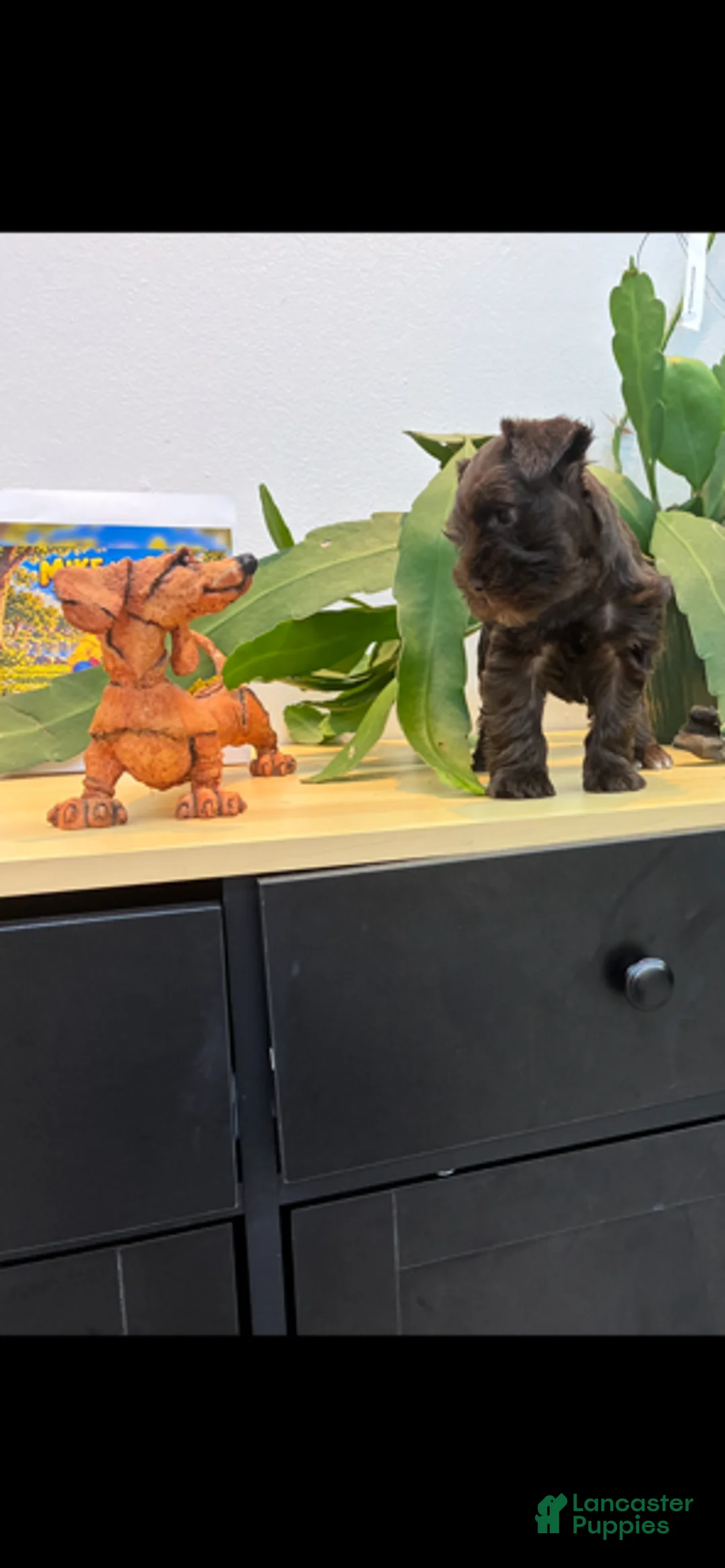 Miniature Schnauzer dogs for sale: Maple  - Ad 1