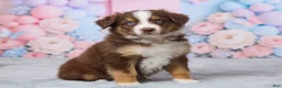 Australian Shepherd dogs for sale: Daisy - Ad 3
