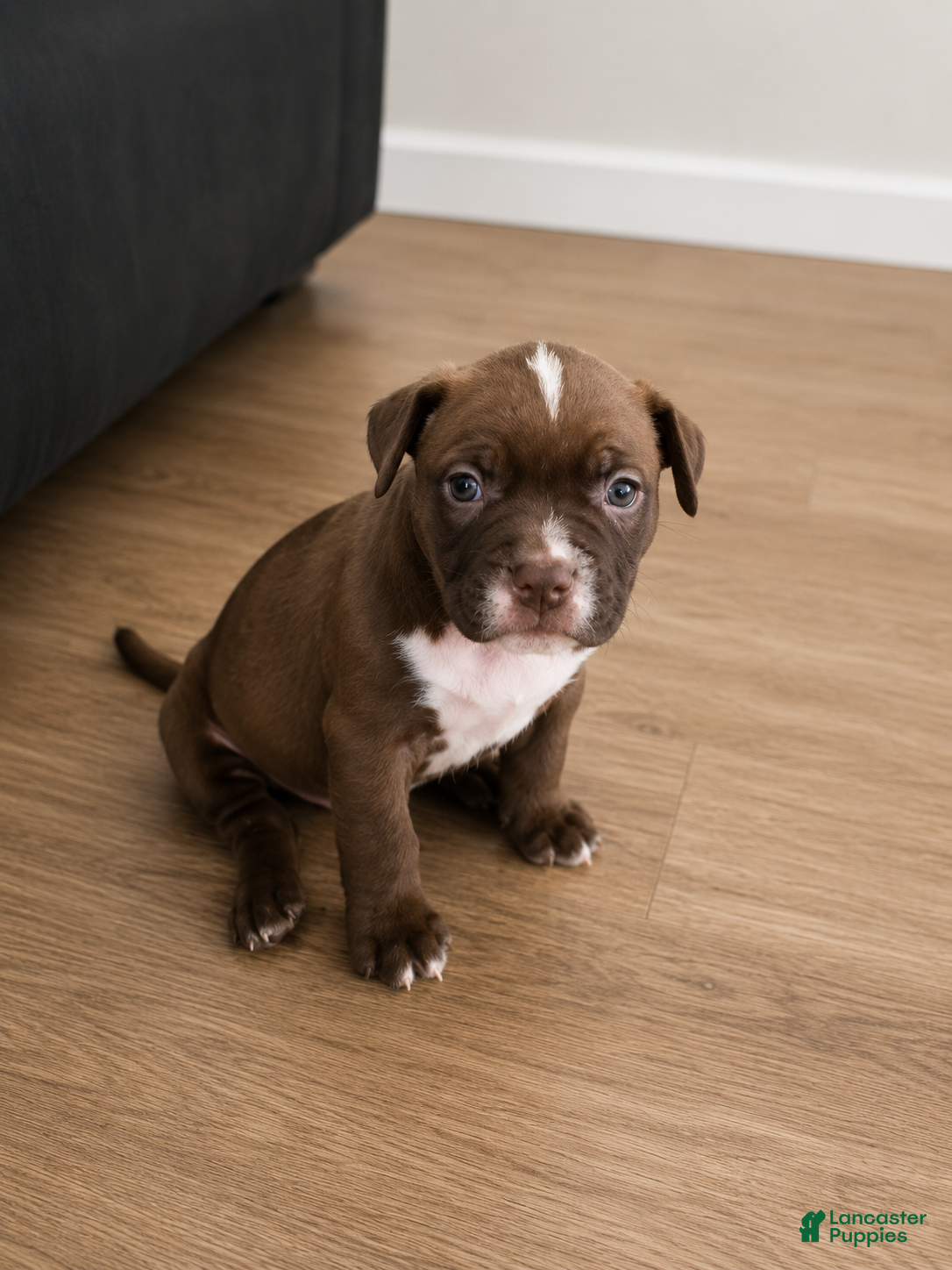 American Pit Bull Terrier dogs American Pit Bull Terrier 5 - Ad 18