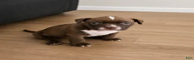 American Pit Bull Terrier 5