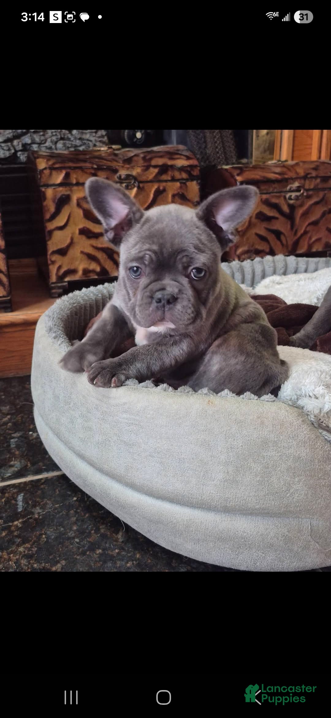 Frenchton dogs for sale: Frenchton Puppy 1 - Ad 4
