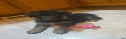 Golden Shepherd dogs for sale: German Shepherd Puppy 4 - Ad 5