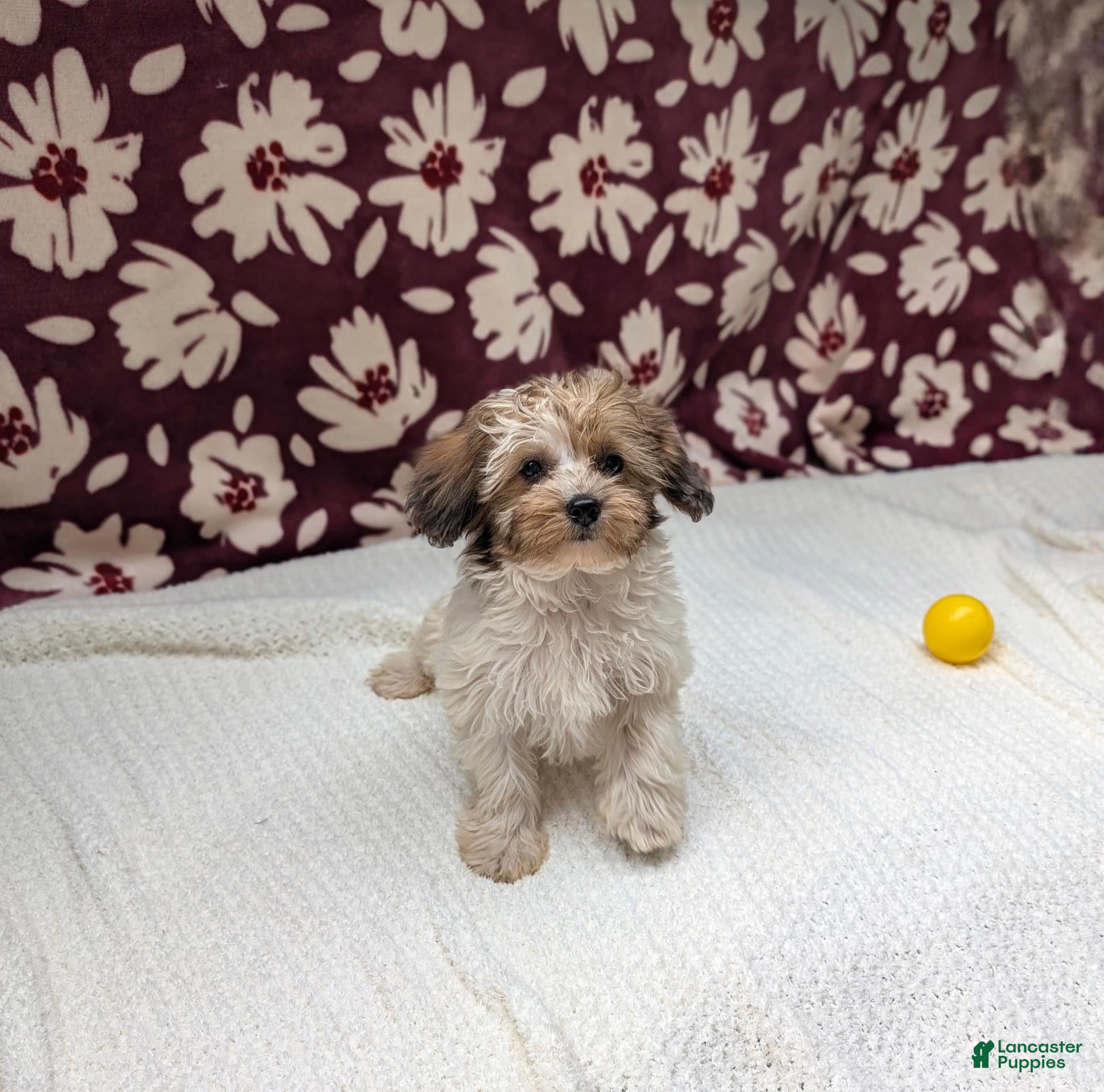 Havapoo dogs Fern  - Ad 1