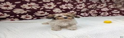 Havapoo dogs for sale: Fern  - Ad 1