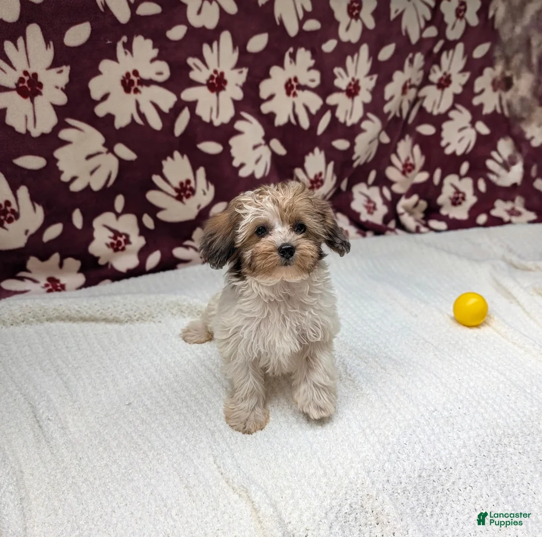 Havapoo dogs for sale: Fern  - Ad 1