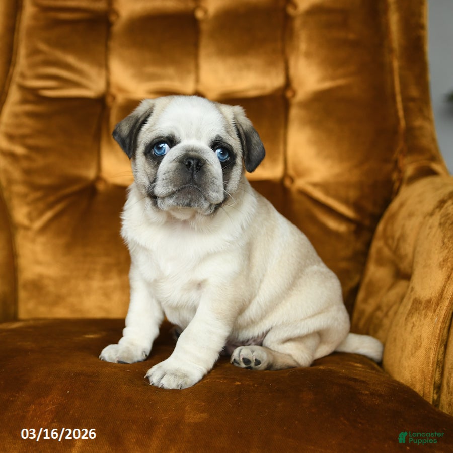 Pug dogs Milo - Ad 2