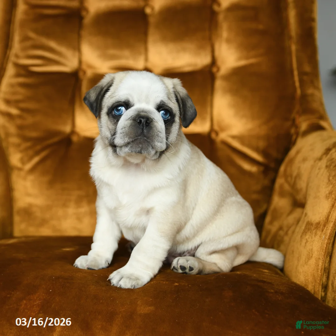 Pug dogs for sale: Milo - Ad 2