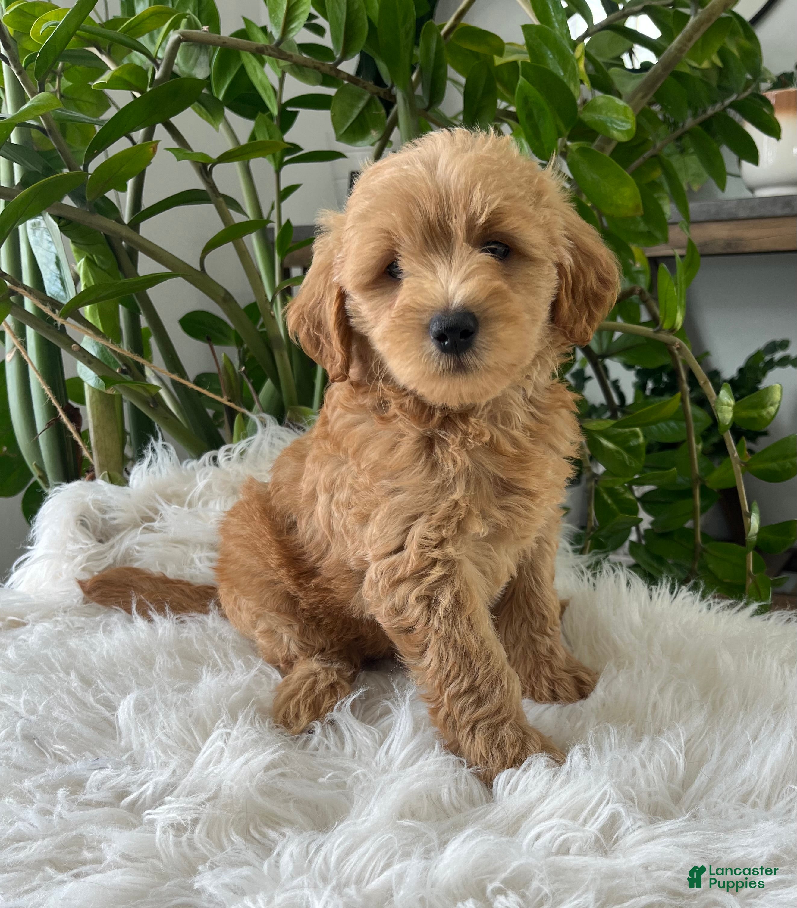 Mini Goldendoodle dogs for sale: Cooper - Ad 2