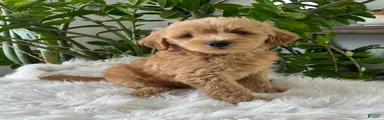 Cooper