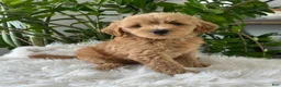 Mini Goldendoodle dogs for sale: Cooper - Ad 1