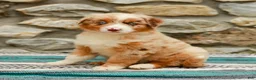 Australian Shepherd dogs for sale: Fern - Ad 5