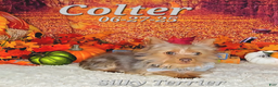 Silky Terrier dogs for sale: Colter - Ad 1