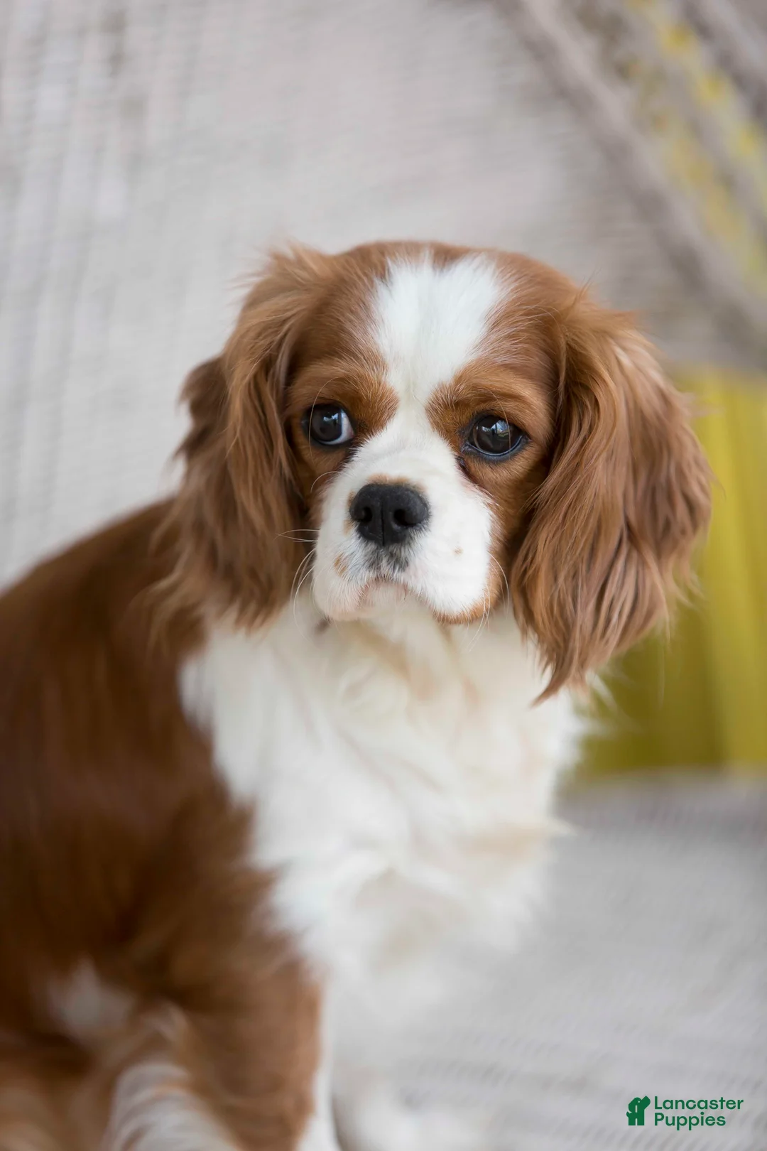 Cavalier King Charles Spaniel dogs for sale: Devon - Ad 12