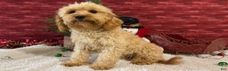 Cavapoo dogs for sale: Eddie - Ad 3