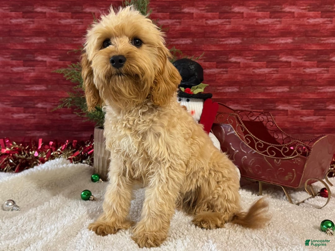 Cavapoo dogs for sale: Eddie - Ad 3