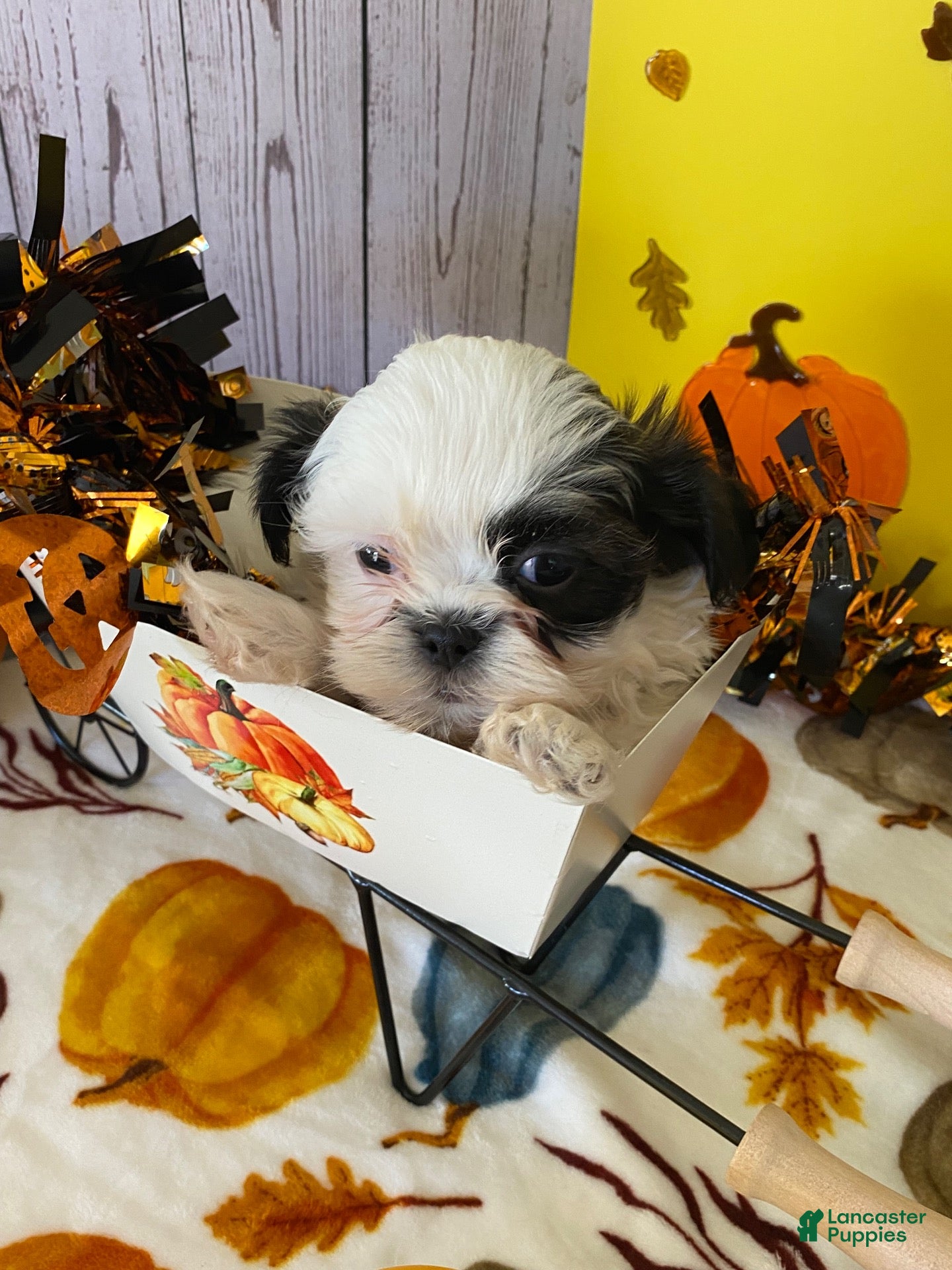 Shih Tzu dogs for sale: Shih Tzu 3 - Ad 1