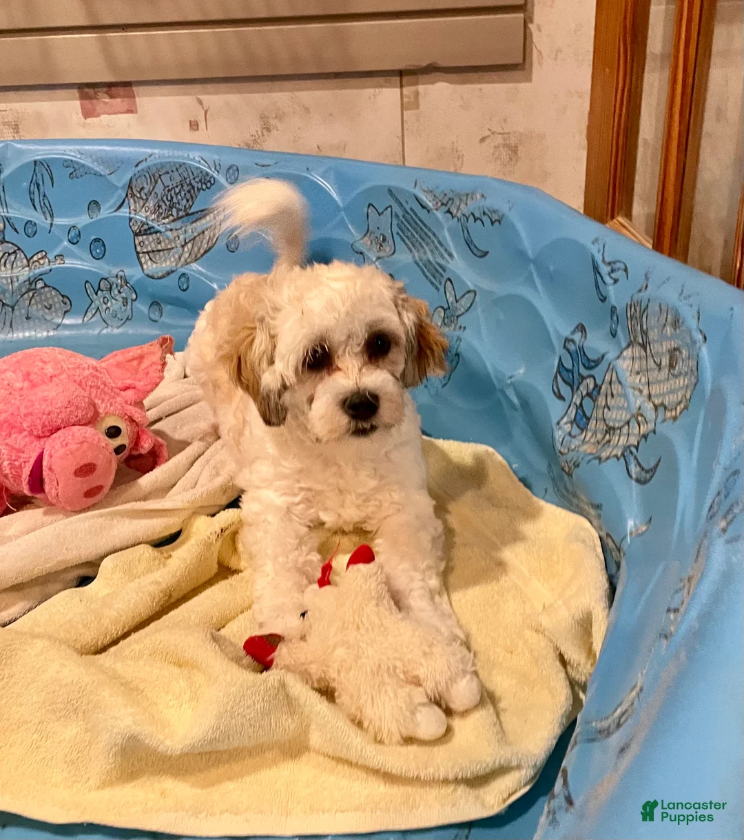 Teddy Bear dogs for sale: Adam - Ad 4